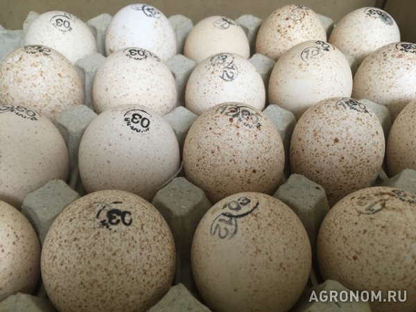 Реализация суточного молодняка и инкубационное яйцо с ведущих птицефа