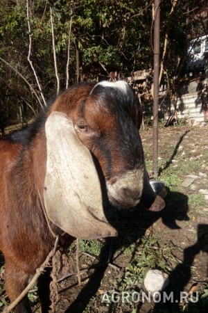 Англо-нубийский чистокровный племенной козел
