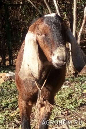 Англо-нубийский чистокровный племенной козел