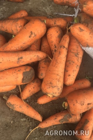 Морковь от производителя, оптом и в розницу.