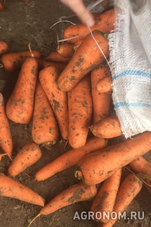 Морковь от производителя, оптом и в розницу.