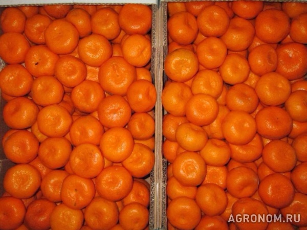 Абхазские мандарины оптом выгодно!