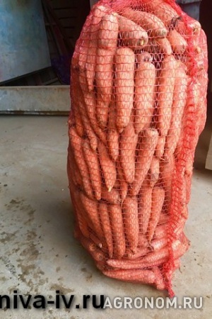 Оптовая и розничная продажа моркови от производителя