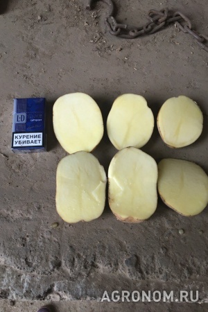 Картофель оптом 5+ бриз от производителя