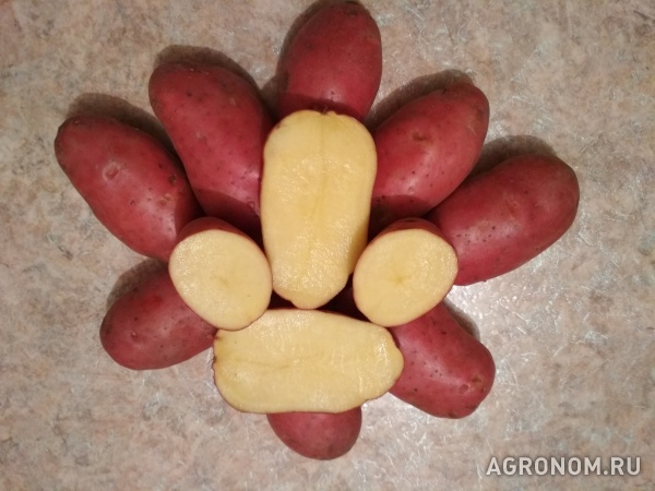 Картофель evolution с доставкой!