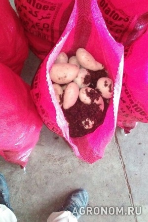 Продаем картофель новый урожай производство египет