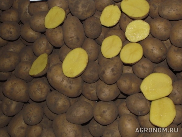 Картофель продовольственный со склада кфх