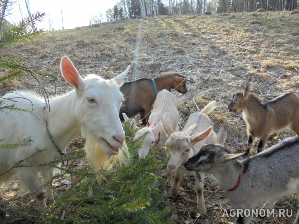 Продаются породистые молочные козы, козочки и козлики