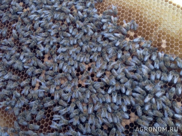 Пчелы пчелопакеты отводки в наличии санкт-петербурге