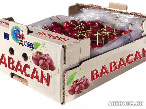 Фрукты и ягоды из турции фабрика babacan import export