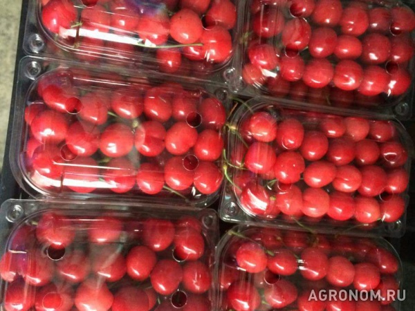 Фрукты и ягоды из турции фабрика babacan import export