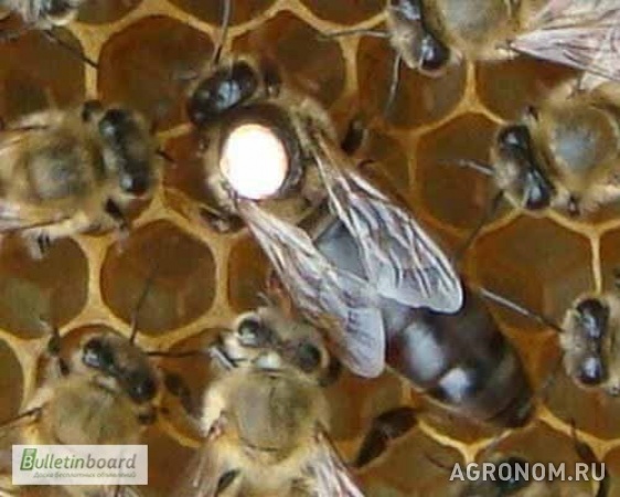 Пчелы отводки пчелопакеты в наличии санкт-петербурге