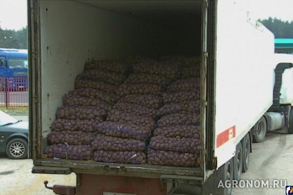 Картофель отборный особо крупный закупаем круглый год