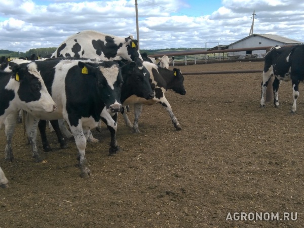 Продажа коров дойных,нетелей молочных пород в грузию