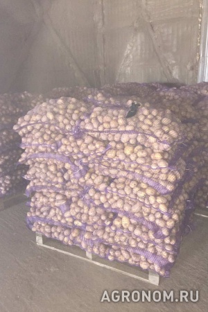 Картофель оптом продовольственный от производителя 8 руб/кг