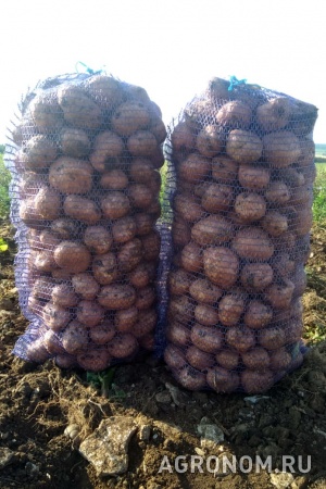 Картофель оптом продовольственный от производителя 7 руб/кг