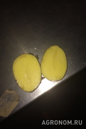 Картошка гала оптом от производителя
