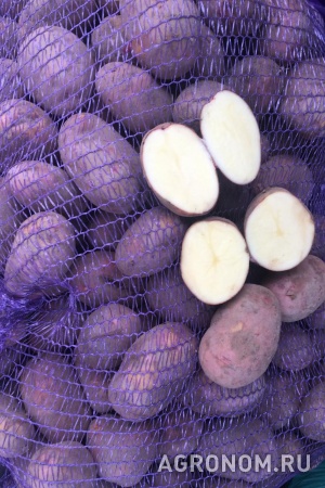 Выращиваем и реализуем картофель