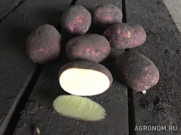 Выращиваем и реализуем картофель