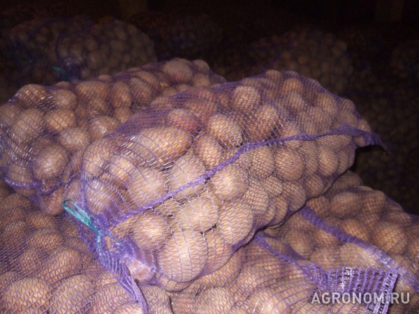 Картофель оптом от производителя 10 руб. за кг