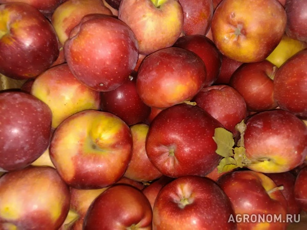 Яблоки 1 и 2 сорт оптом от кфх в ростове на дону