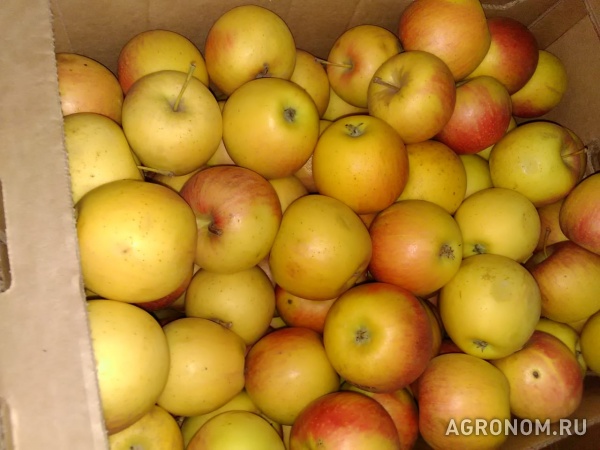 Яблоки 1 и 2 сорт оптом от кфх в ростове на дону