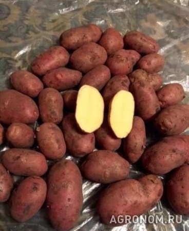 Картофель оптом 5+ гала