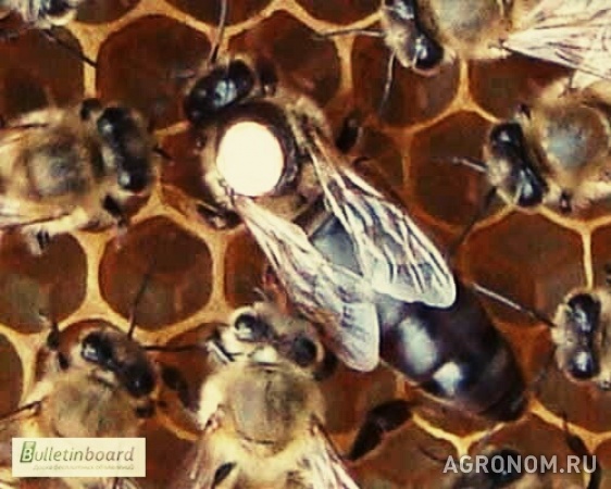 Пчелопакеты отводки пчеломатки санкт-петербург