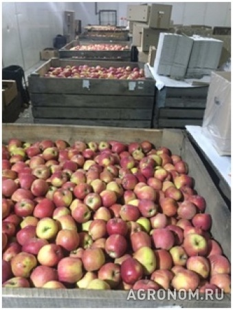 Яблоки оптом от производителя 41,50 руб./кг