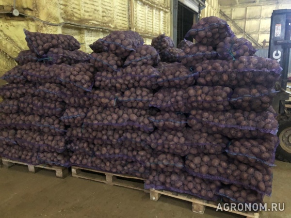 Картофель оптом от 20 тонн,по всей россии