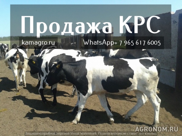 Продажа коров дойных, нетелей молочных пород в россии