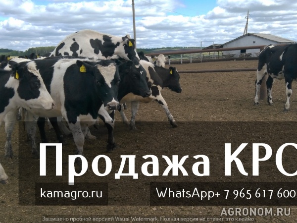Продажа коров дойных, нетелей молочных пород в россии