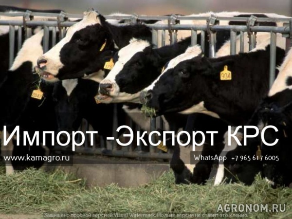 Продажа коров дойных,нетелей молочных пород в россии