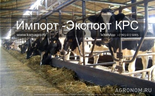 Продажа коров дойных,нетелей молочных пород в россии