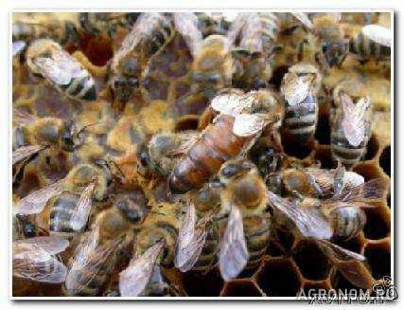 Пчеломатки 2021 санкт-петербург