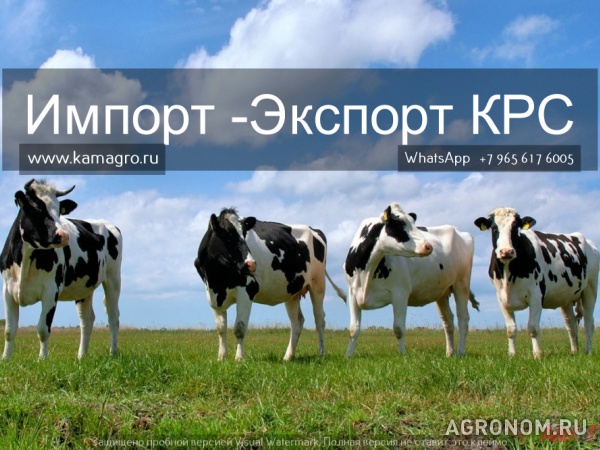 Продажа коров дойных, нетелей молочных пород в россии, странам снг и