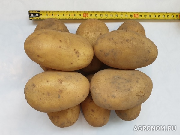 Картофель оптом, сорт королева анна, цена 9 руб./кг.