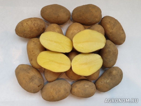 Картофель оптом, сорт королева анна, цена 9 руб./кг.
