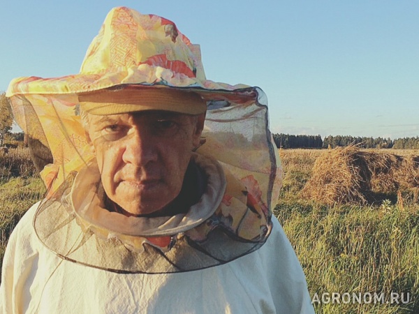Пчелы, матки, пчелосемьи, пчелопакеты, отводки