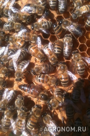 Пчеломатки в наличии санкт-петербург