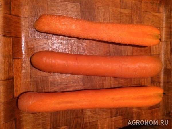 Морковь урожай 2020г