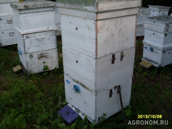 Продажа пчелосемей. воронежская область, лиски