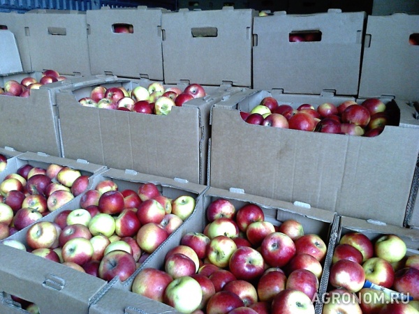 Яблоки оптом напрямую от крымского производителя