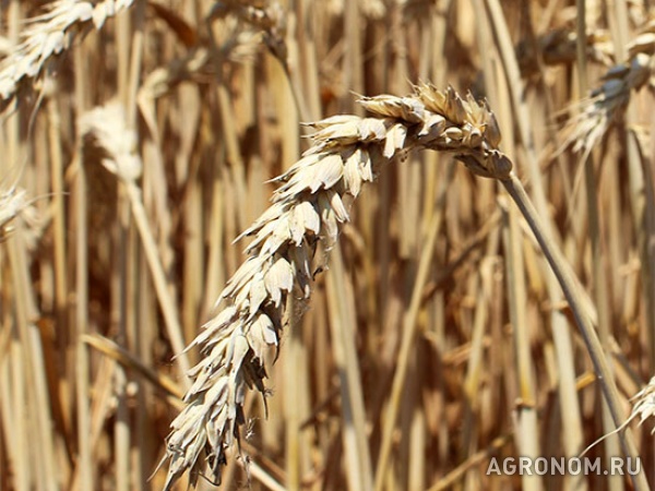 Семена озимой пшеницы краснодар
