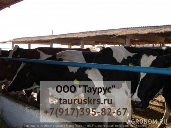 Продается крс чистопородных бычков казахской белоголовой породы