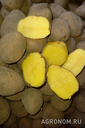 Картофель семенной премиум, гала элит, 2 репр. оптом, от 20 т.