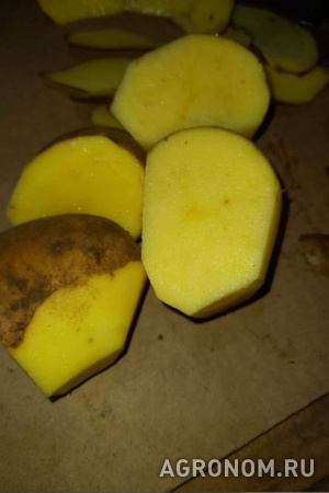 Картофель 5+ оптом от производителя