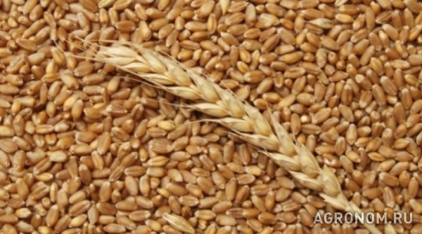 Пшеница, закупаем краснодарский край