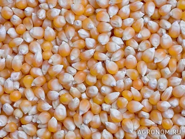 Кукуруза, зерно продаем франко-вагон fca