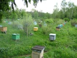 Продам пчелиные семьи и пчелопакеты в городе курск